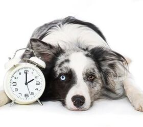 Do Dogs Have a Concept of Time?