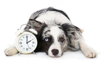 Do Dogs Have a Concept of Time?