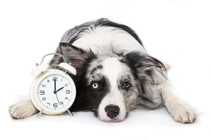 Do Dogs Have a Concept of Time? | PetGuide