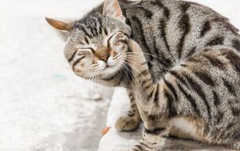 What Is Flea Allergy Dermatitis in Cats?