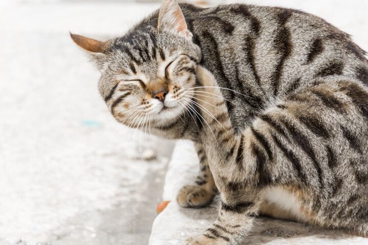 Illustration of Development Of Flea Allergy Dermatitis In Working Cats