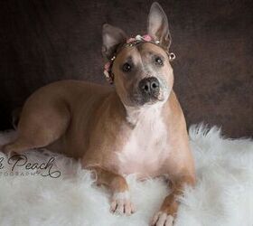 Adoptable Pet of the Week-Darcy