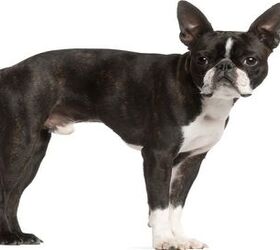 Top 10 Best Dog Breeds For Apartments - PetGuide | PetGuide