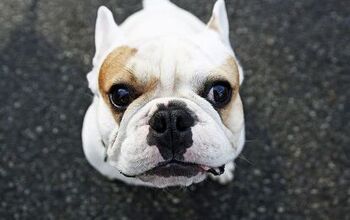 Top 10 Most Popular Dog Breeds