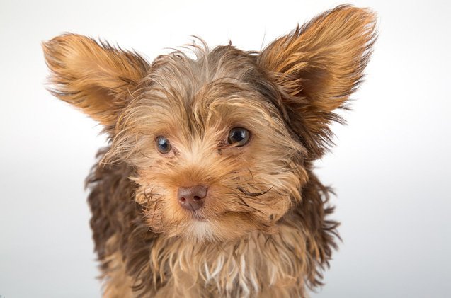 top 10 cutest dog breeds