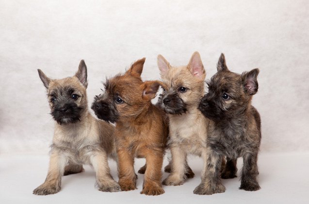 top 10 cutest dog breeds
