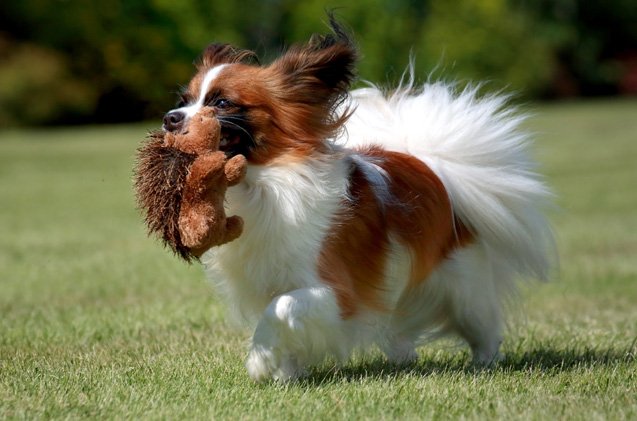 top 10 cutest dog breeds