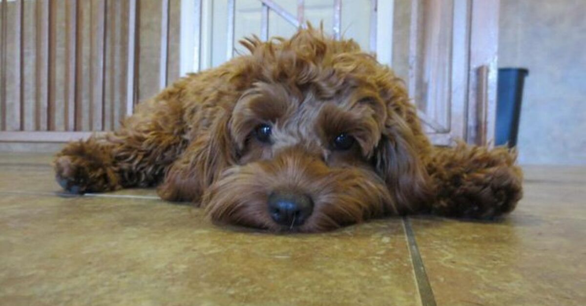 Cockapoo Dog Breed Health, Temperament, Grooming, Feeding and Puppies ...