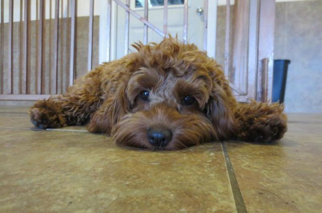 Everything Cockapoo Cockapoo Dog Breed Health, Temperament, Grooming, Feeding and Puppies ...
