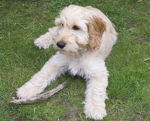 Cockapoo White