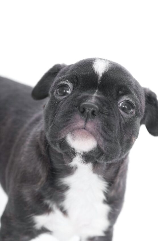 Bugg Dog Breed Health, Temperament, Grooming, Feeding and Puppies