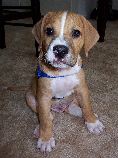 Beabull Dog Breed Health, Temperament, Grooming, Feeding and Puppies ...