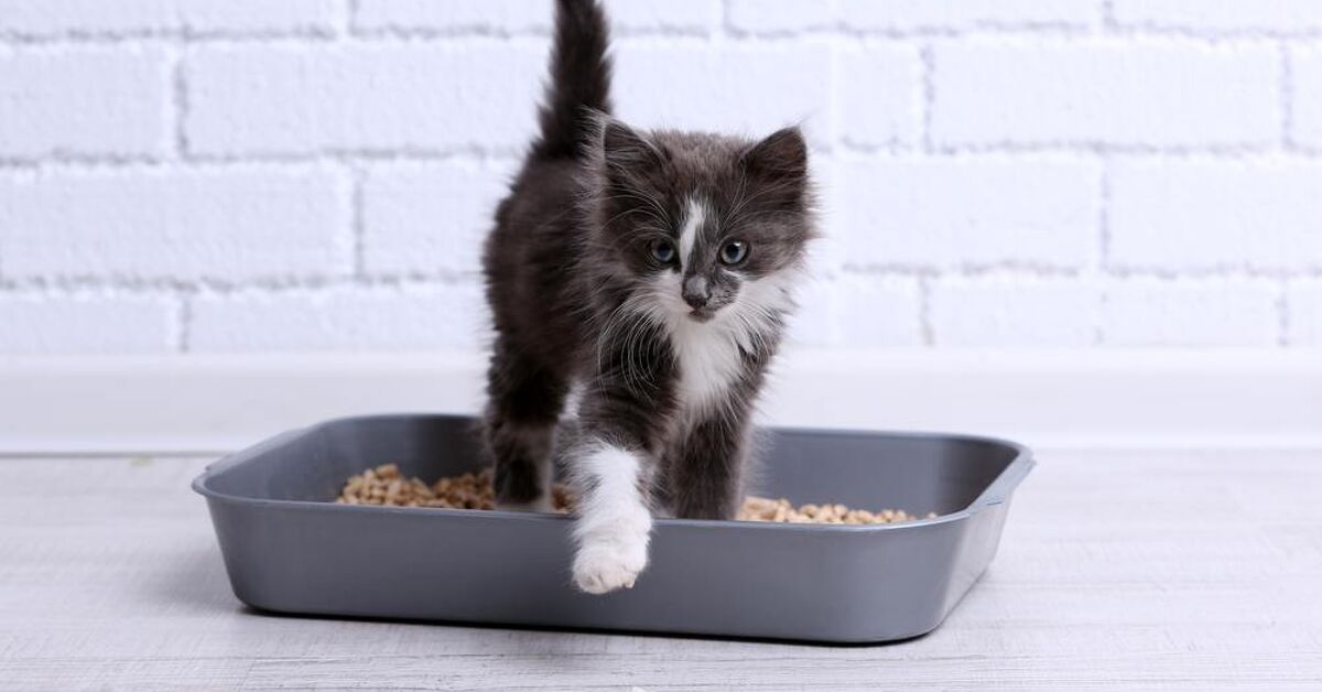 How To Make A Cat Poop When Constipated PetGuide how-to-make-a-cat-poop-when-constipated-petguide