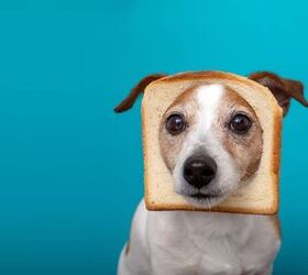 Can Dogs Eat Bread?