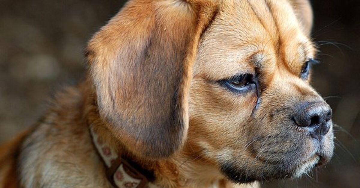 Puggle Dog Breed Health, Temperament, Training ... - PetGuide