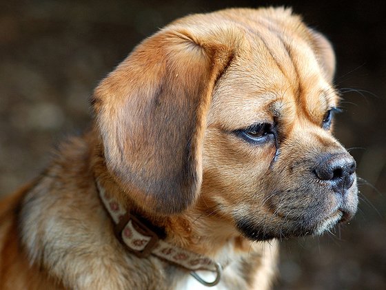 Puggle Dog Breed Health, Temperament, Training, Feeding and Puppies ...