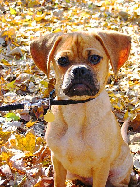 Puggle Dog Breed Health, Temperament, Training, Feeding and Puppies ...