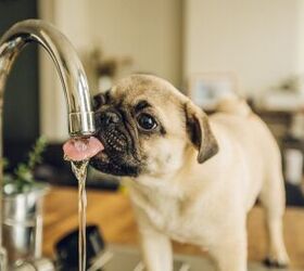 Is My Dog Drinking Enough Water?