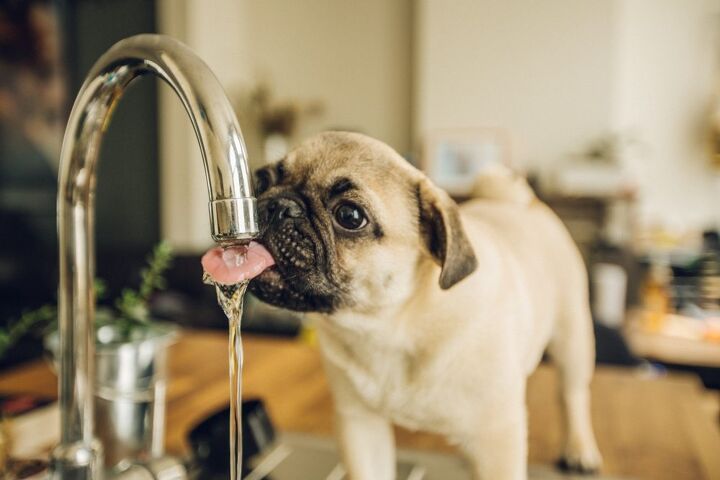 is my dog drinking enough water