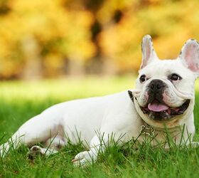 top 10 small quiet dog breeds