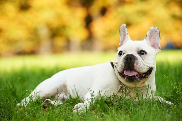 top 10 small quiet dog breeds