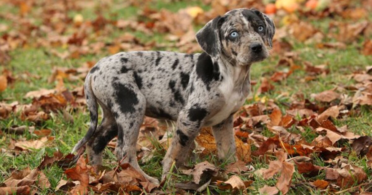 Collie Catahoula Mix : Discover the Unstoppable Energy of This Hybrid Dog