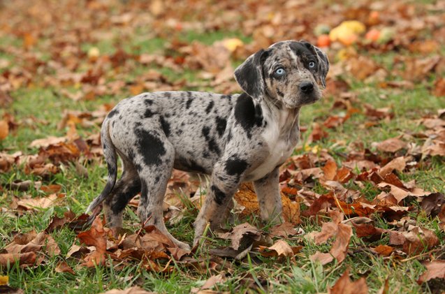 Catahoula Leopard Dogs