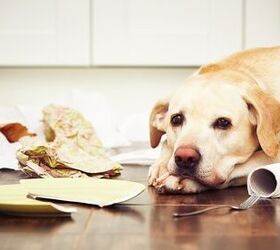 Is Your Home Insured Against Pet Damage?