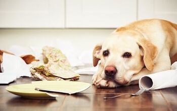 Is Your Home Insured Against Pet Damage?