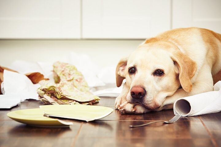 is your home insured against pet damage