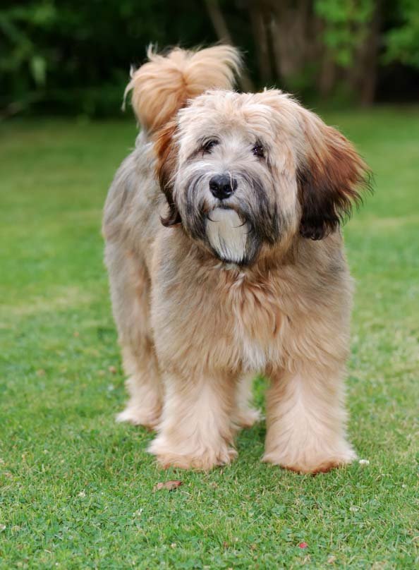 Tibetan Terrier Information And Pictures PetGuide PetGuide tibetan-terrier-information-and-pictures-petguide-petguide