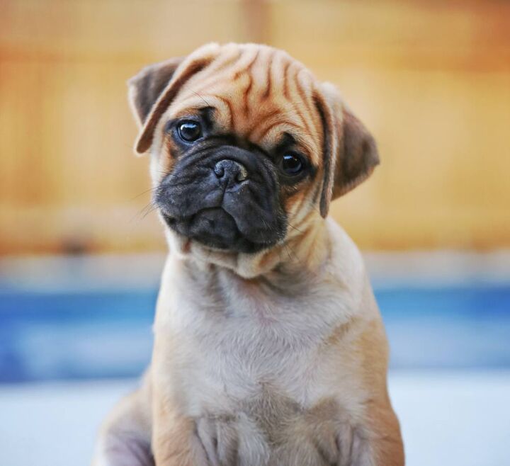 Chug Cow Chug Dog Breed Health, Grooming, Feeding, Temperament and Puppies ...