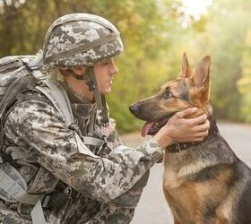 Top 10 Best Military Dog Breeds
