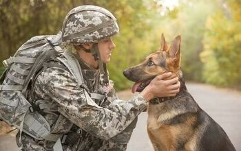 Top 10 Best Military Dog Breeds