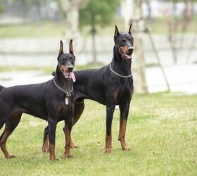 Tactical store dog breeds