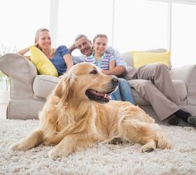 Top 10 Best Dog Breeds for Families