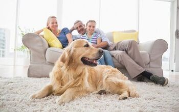Top 10 Best Dog Breeds for Families