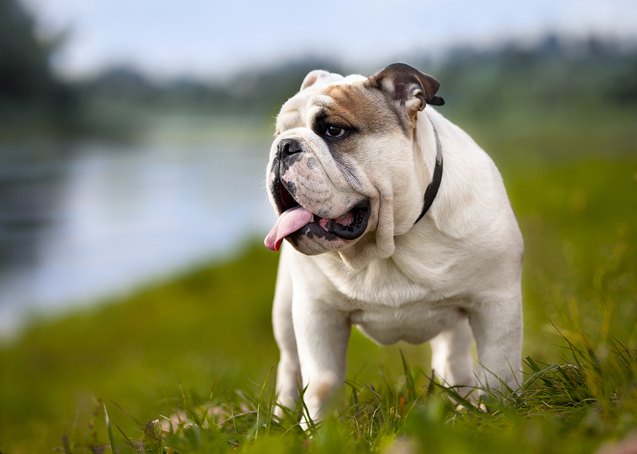 top 10 best dog breeds for families