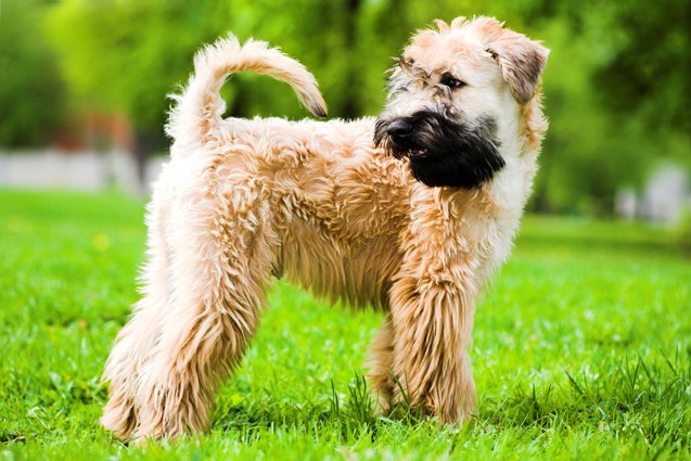 top 10 best dog breeds for families