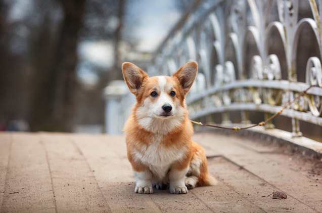 top 10 best dog breeds for families