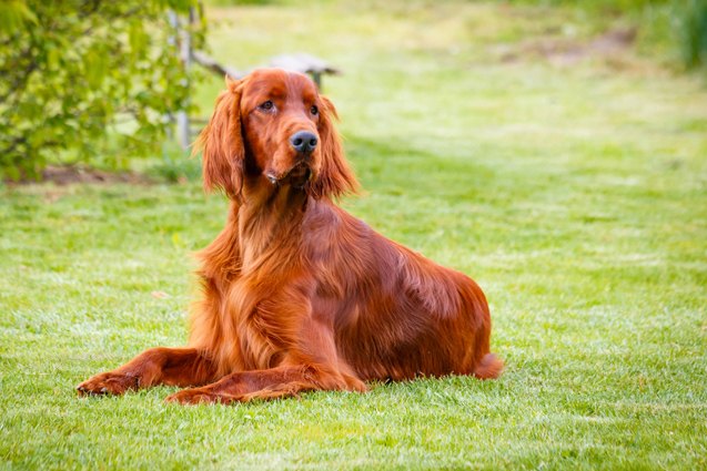 top 10 best dog breeds for families