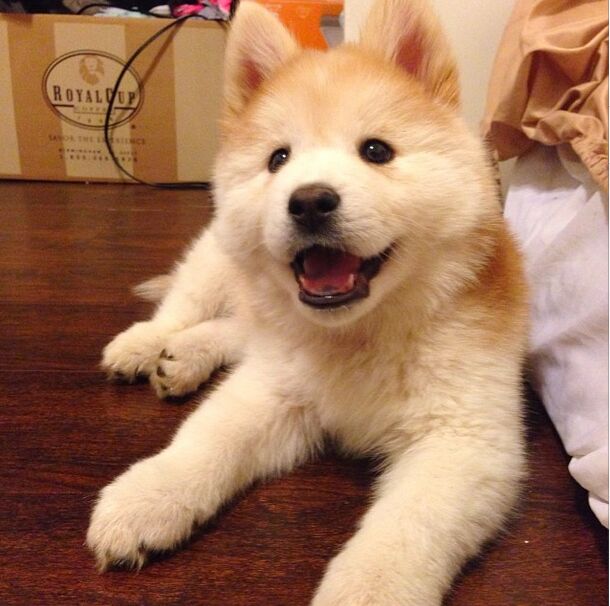 Chowski Chow Chow Mixed With Husky Siberian Husky Cross Chow Chow