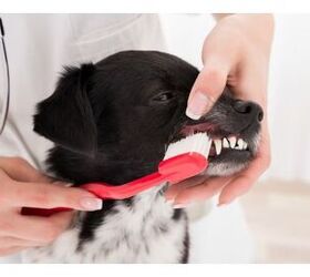 Combat Dog Dental Disease With Help From Loving Pets and The Missing L