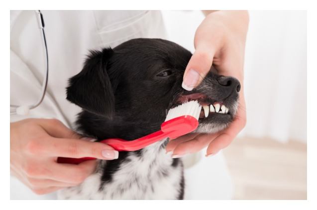 combat dog dental disease with help from loving pets and the missing l