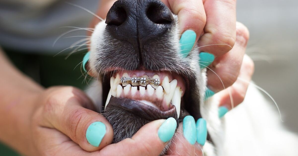 Dog Braces For Teeth What You Need To Know Petguide Dog Braces For Teeth What You Need To Know Petguide