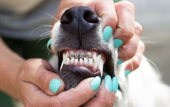 Dog Braces for Teeth: What You Need to Know