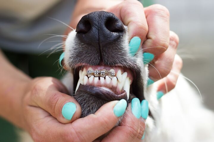 dog braces for teeth what you need to know