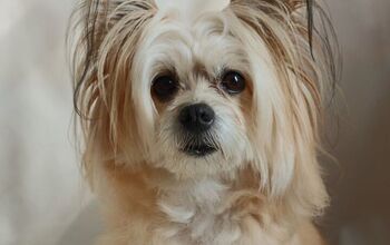 Portapoo Dog Breed Research | PetGuide