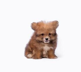 Toy poodle cheap cross pomeranian