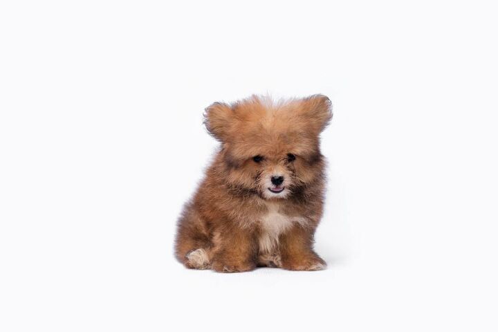Pomapoo Dog Breed Terripoo Dog Breed Health, Temperament, Training ...